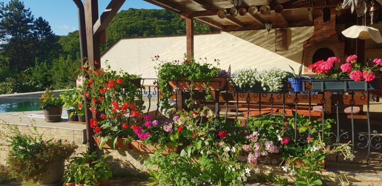 Limpedea Green House Baia Mare Eksteriør bilde
